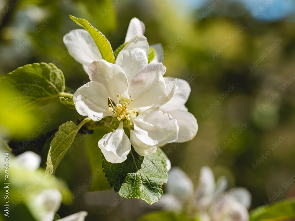 Fototapeta premium Selective focus shot of apple blossoms on blurry background