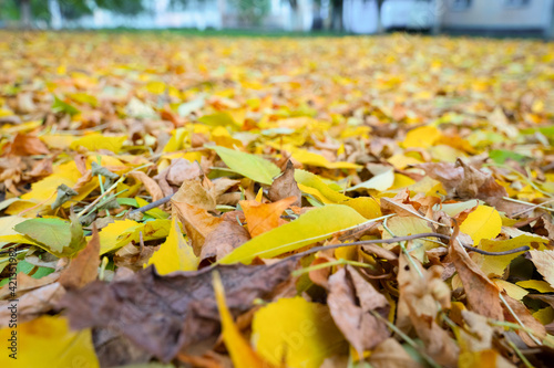 colorful leaves on the ground. autumn concept