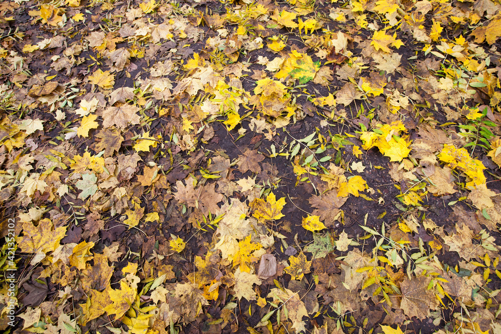 maple foliage in autumn leaf fall maple foliage in autumn leaf fall