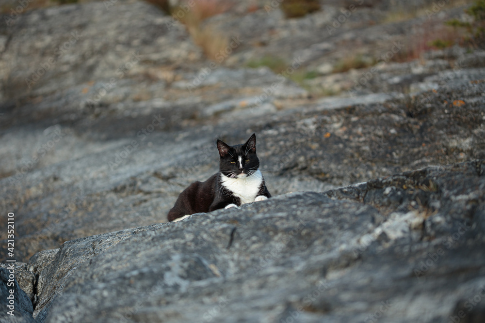 Black and white cat lying on a rock