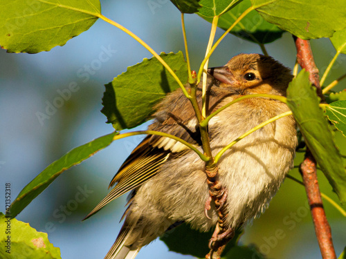 House sparrow perched on a branch photo