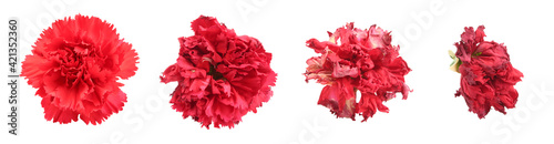 Valokuva Red carnation flower heads dying process