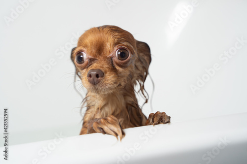 russian small cute lovely brown puppy toy terrier girl taking emotional shower in bathroom