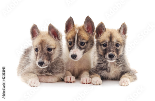 Fototapeta Naklejka Na Ścianę i Meble -  Group of small puppies.