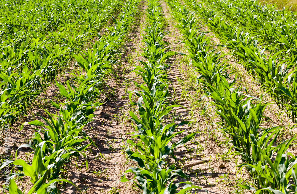 Naklejka premium green corn sprouts in the spring or summer