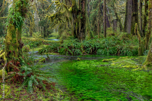 Mossy lush forest along the Maple Glade Trail in the Quinault Rainforest in Olympic National Park, Washington State, USA © Danita Delimont