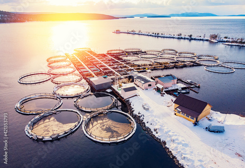 Salmon and sturgeon fish farm aquaculture blue water. Aerial top view photo