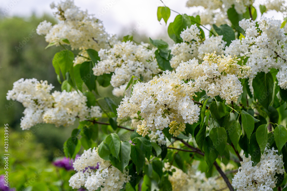 Blooming yellow lilac Primrose Syringa vulgaris 