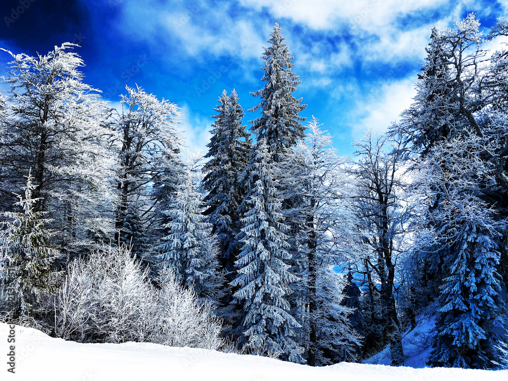 Fototapeta premium Winter forest