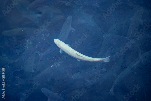 Foto Albino rainbow trout in cage of fish farm aquaculture blue water floating cages