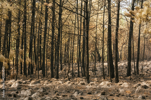 Forest burned by a forest fire, we can distinguish the ash from the grass, burned trunks, bushes, with predominantly ocher and green colors.