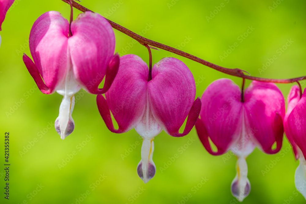 Close-up flowers of a bleeding heart Dicentra Spectabils Close-up flowers of a bleeding heart Dicentra Spectabils