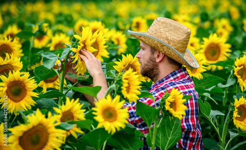 Farmer checking crop in sunflower field. Agricultural concept