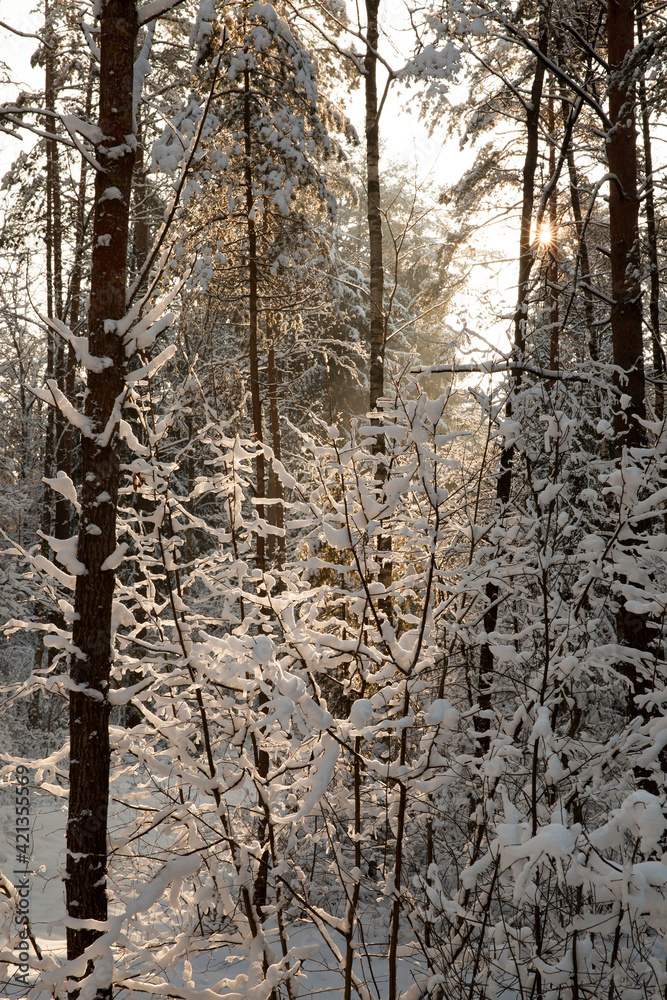 Fototapeta premium frosty winter after snowfall with bare deciduous trees
