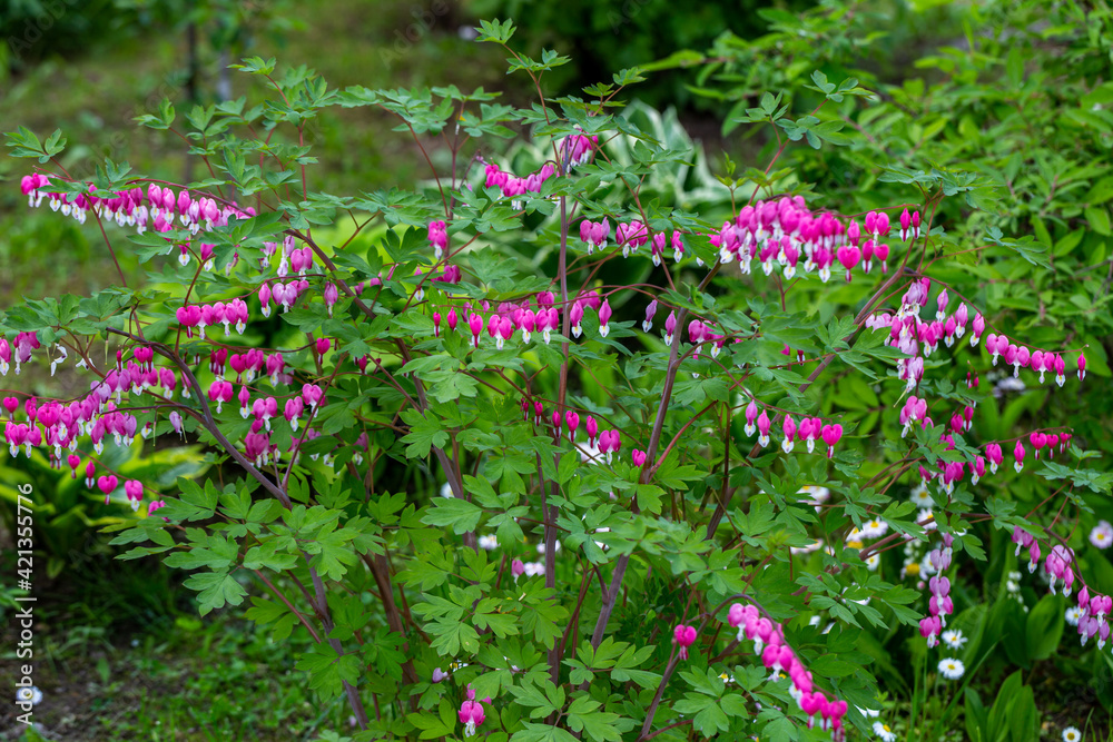 Close-up flowers of a bleeding heart Dicentra Spectabils