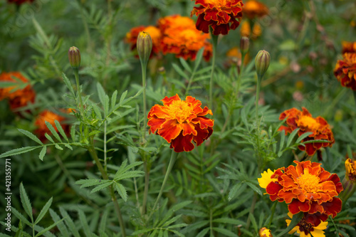 Yellow and orange marigold flowers in the garden in the fall.