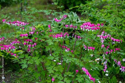 Close-up flowers of a bleeding heart Dicentra Spectabils photo