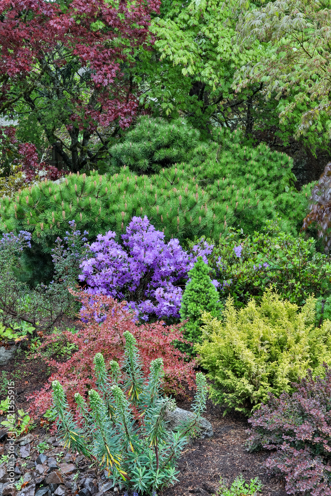 Spring color with deer proof shrubs and trees, Sammamish, Washington State. Spring color with deer proof shrubs and trees, Sammamish, Washington State.