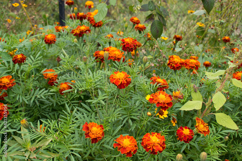 Yellow and orange marigold flowers in the garden in the fall.