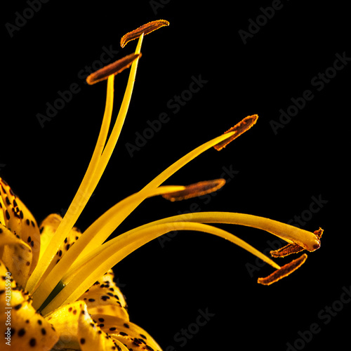 Obraz na płótnie yellow tiger lily with stamens w salonie