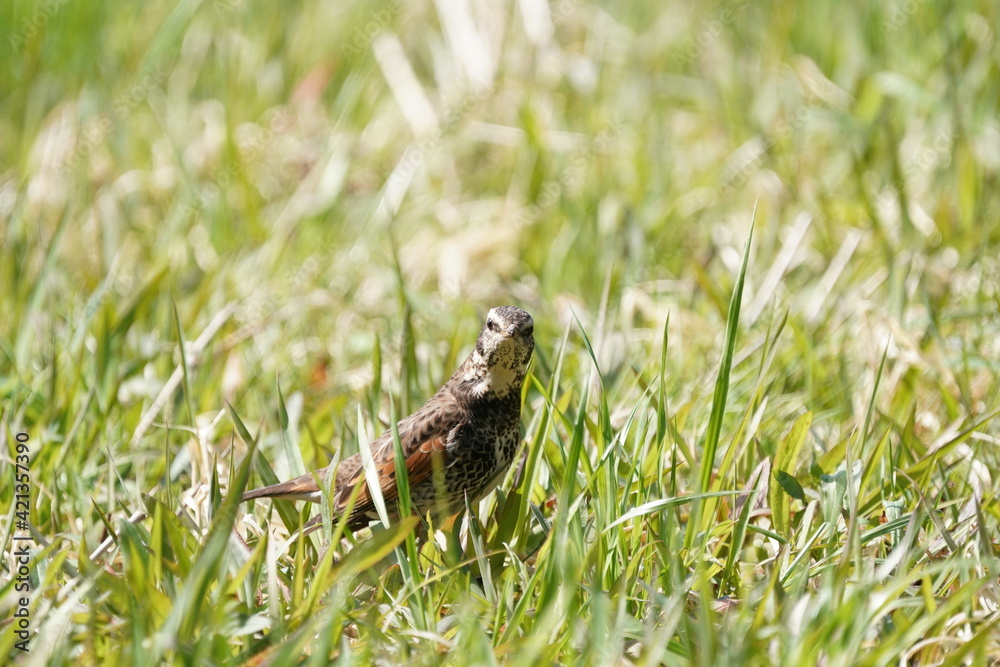 dusky thrush on the field