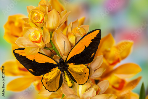 Large orange birdwing, Ornithoptera croesus, butterfly on large golden cymbidium orchid