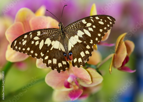 Moth orchid, Phalaenopsis and the orchard butterfly, Papilio demodocus photo