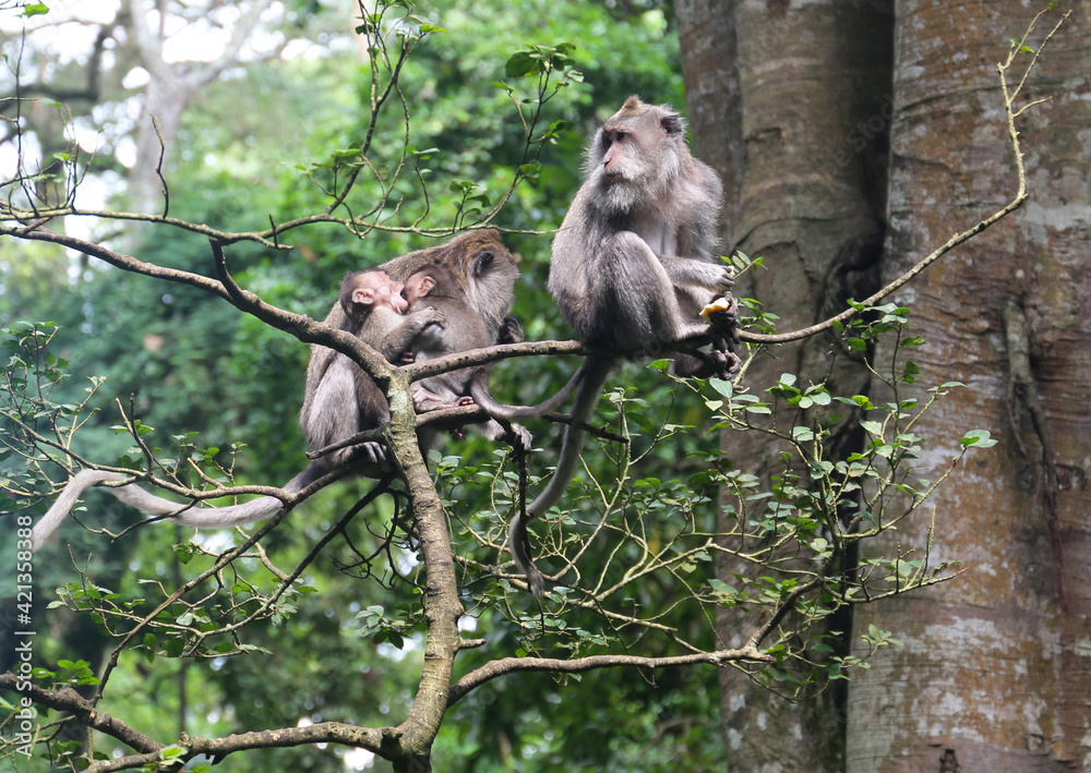 Obraz premium Wild monkey