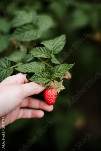 Hand picked freshly raspberries in garden