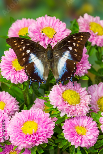 Tropical butterfly, Polyura cognatus, on pink flowering mums photo