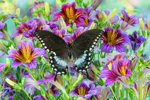 Purple painted tongue flowers and Pineville North American butterfly, Papilio troilus photo