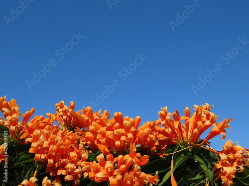 Beautiful branch of tropical orange flowers Pyrostegia venusta in spring in Israel against a blue sky. Close-up of nature. photo