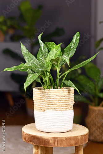 Exotic 'Spathiphyllum Diamond Variegata' houseplant with white spots in basket flower pot on coffee table photo