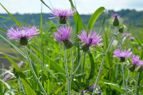 Paarse distel in groene weide