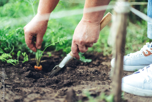 Woman harvesting carrots from backyard garden