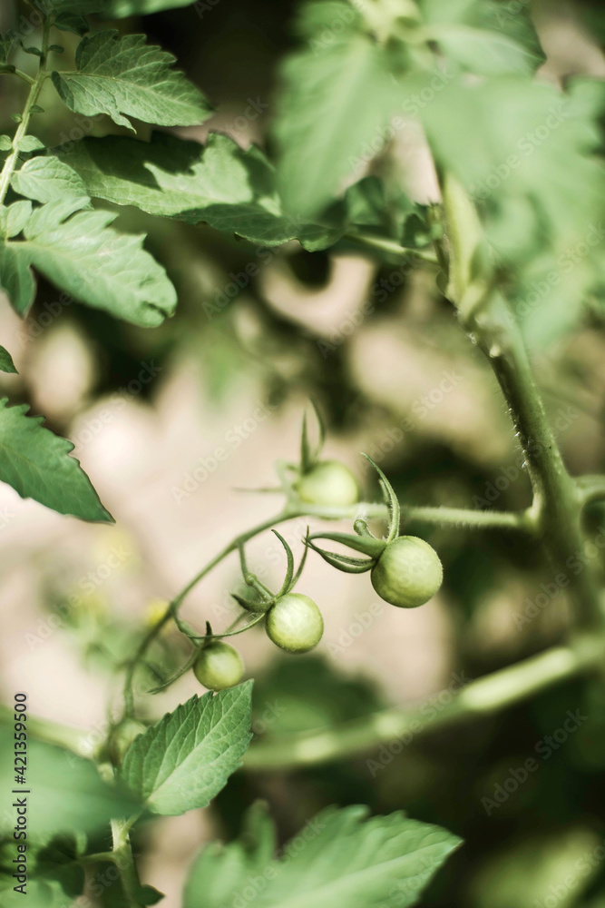Close-up of organic green cherry tomatoes in garden Close-up of organic green cherry tomatoes in garden