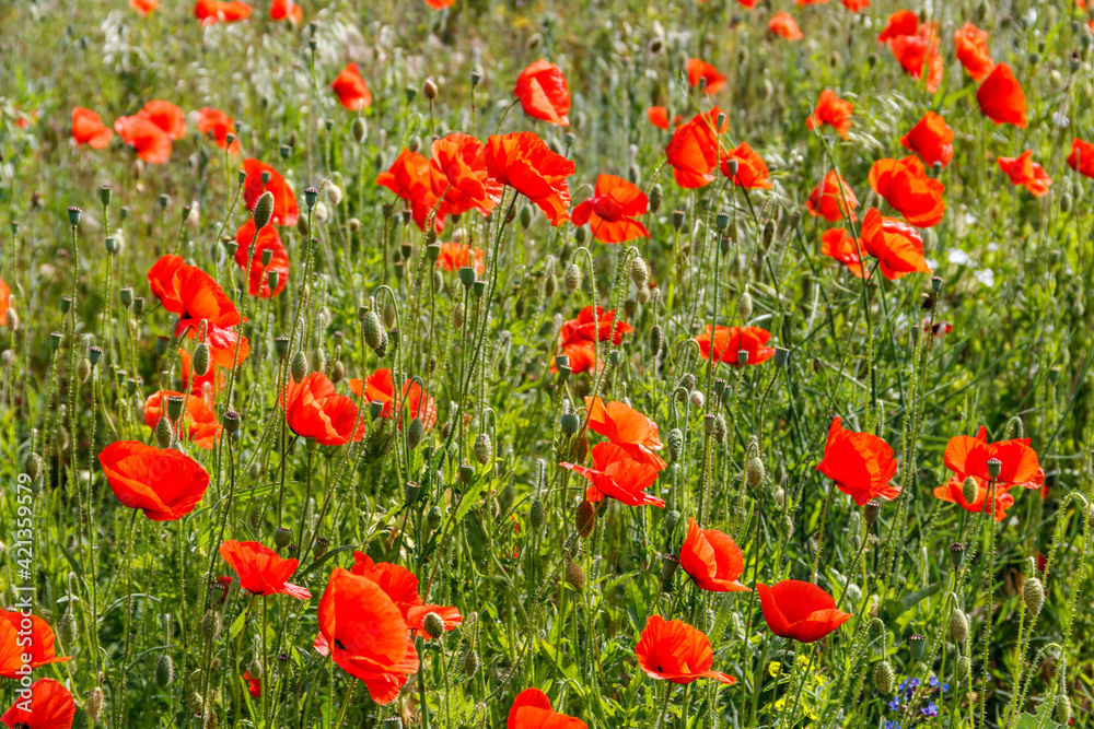 Red poppy flowers on a green meadow