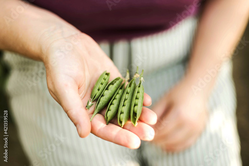 Woman's hand picking peas, close-up