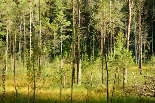 Beautiful mixed pine and deciduous forest, Lithuania