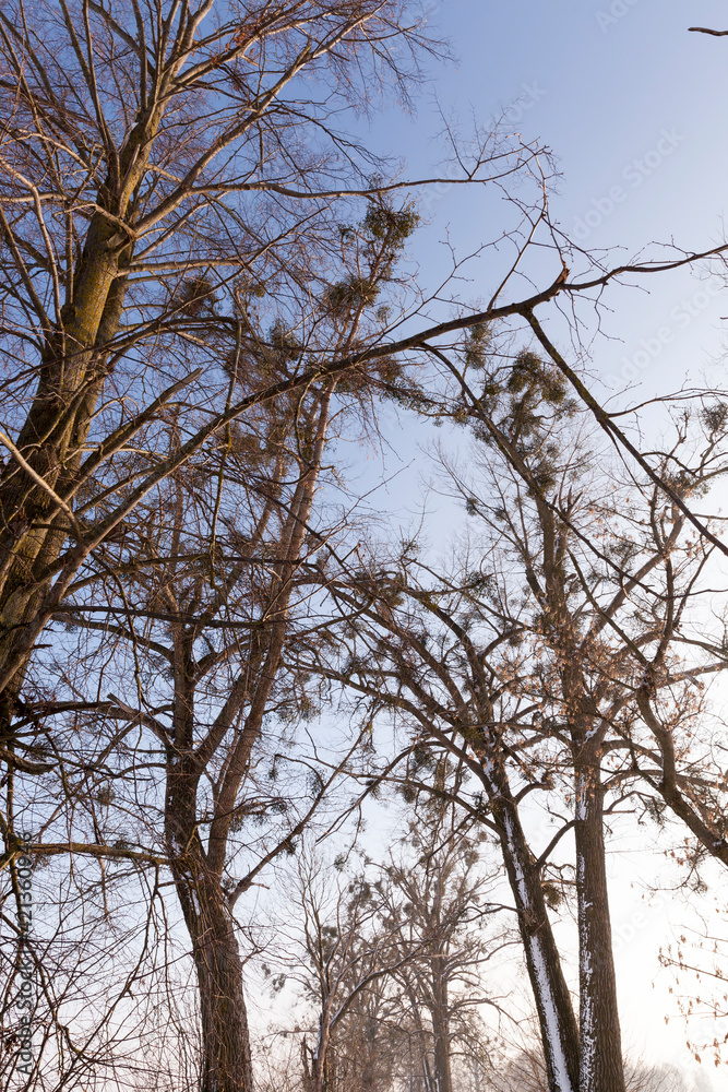 frosty winter after snowfall with bare deciduous trees frosty winter after snowfall with bare deciduous trees
