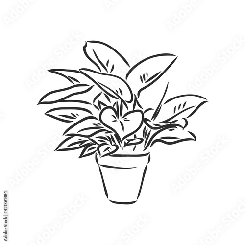 Sansevieria trifasciata hand drawn vector outline doodle icon. Decorative potted house plant sketch illustration for print, web, mobile and infographics isolated on white background.