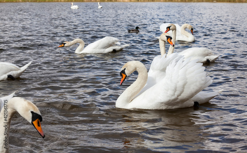 group of swans in spring