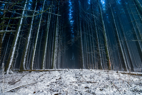 View of dark winter forest, trees lining up creating a pathway through the forest. moody sceneic concept. south wales uk winter time