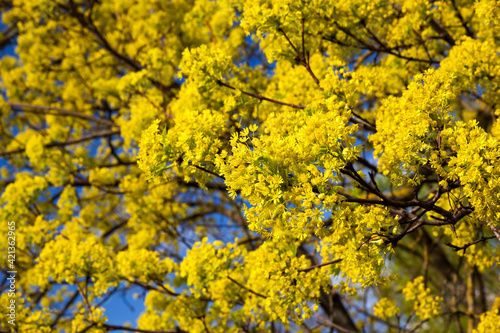 deciduous trees in the summer