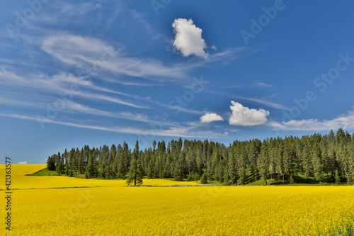 Canola fields with pine trees near Kamak Butte  Eastern Washington