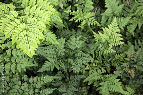 Lush healthy green ferns in a tropical setting in Brisbane  Queensland  Australia