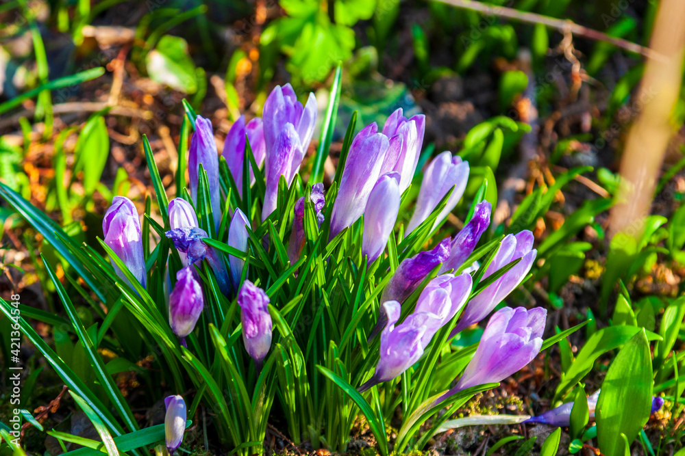 spring flowers in the park