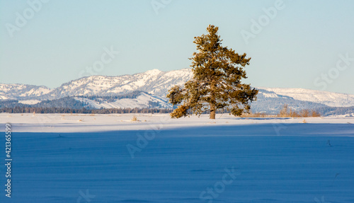Lone tree in a snowy winter landscape in Teton National Park