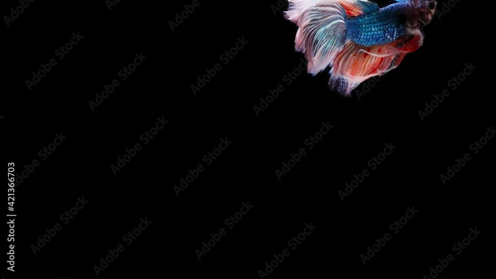 Siamese fighting fish (Betta splendens) Siamese fighting fish (Betta splendens)