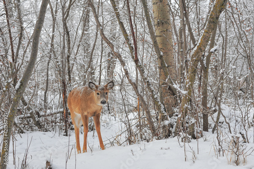 young white tail deer leaves the snow covered forest in the city park © LaurieSH